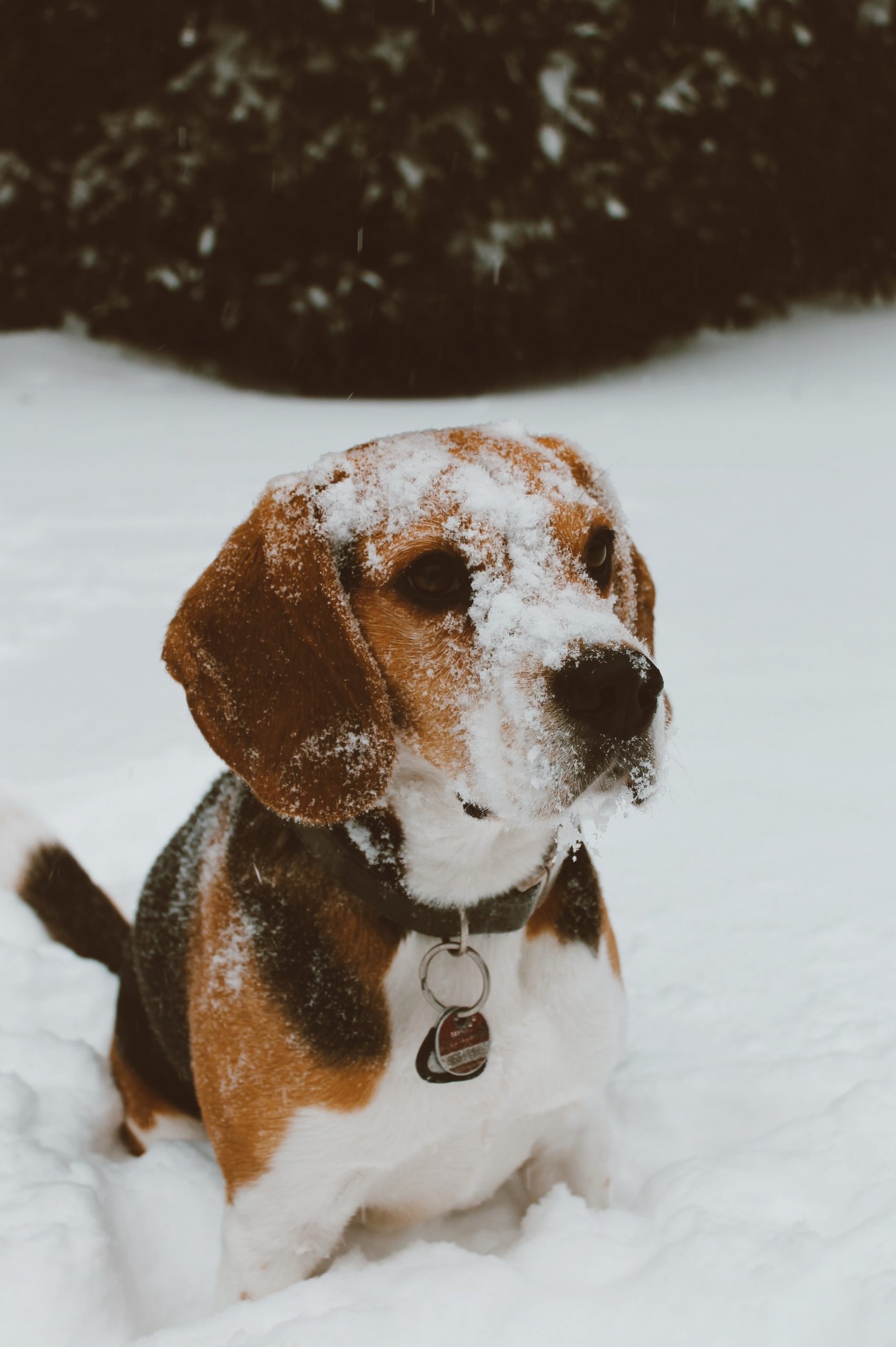 dog, snow, cold dog, dog frostbite, keep your dog safe this winter