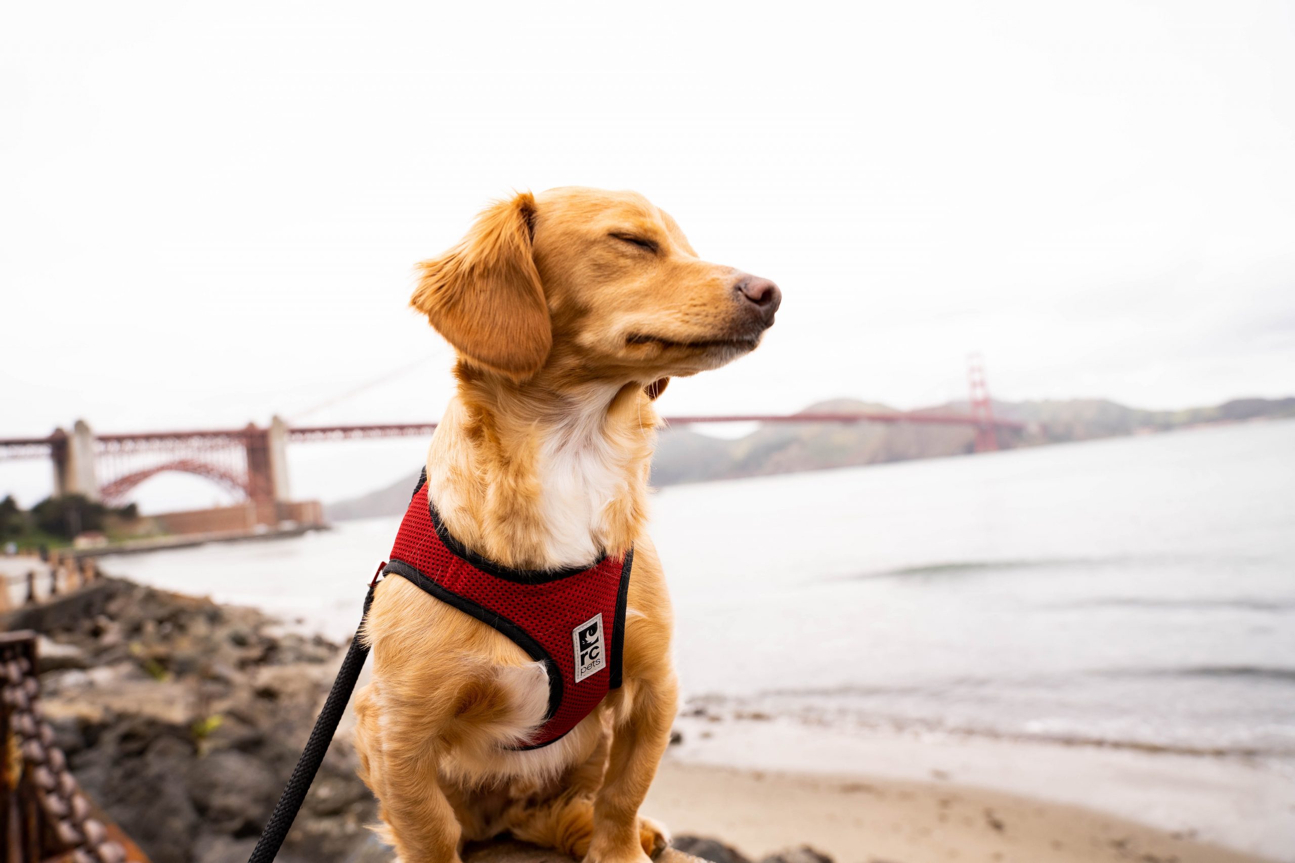 dog-friendly hikes in San Francisco