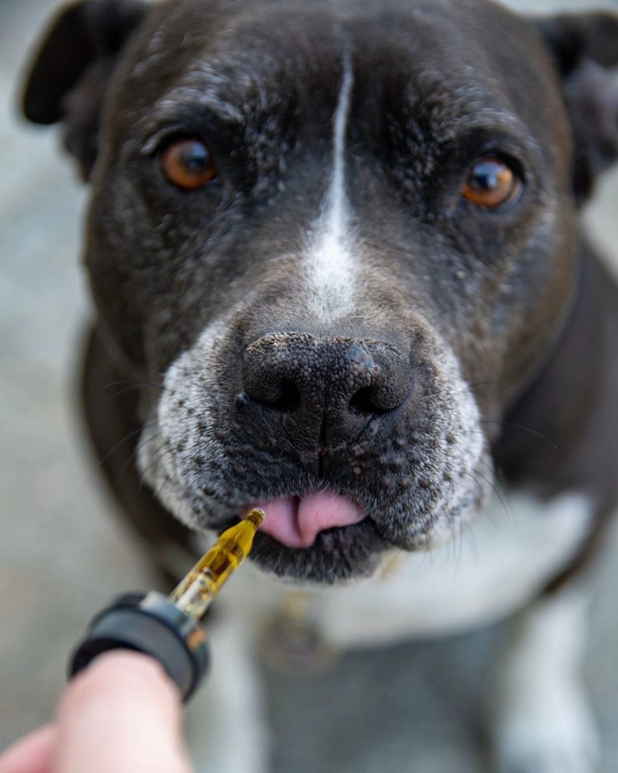shelter dog gets medicine thanks to food donations