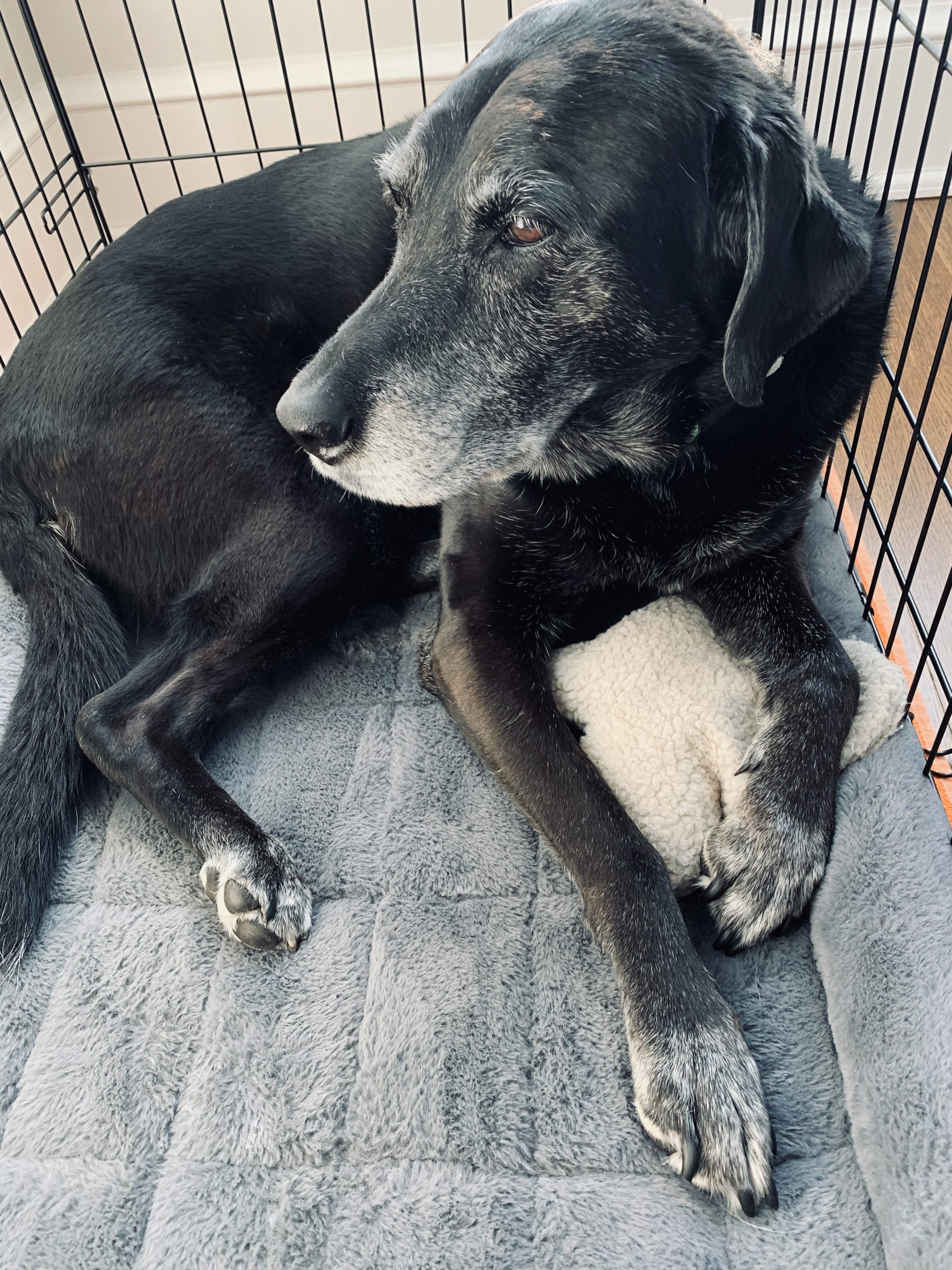 senior dog is reintroduced to her crate