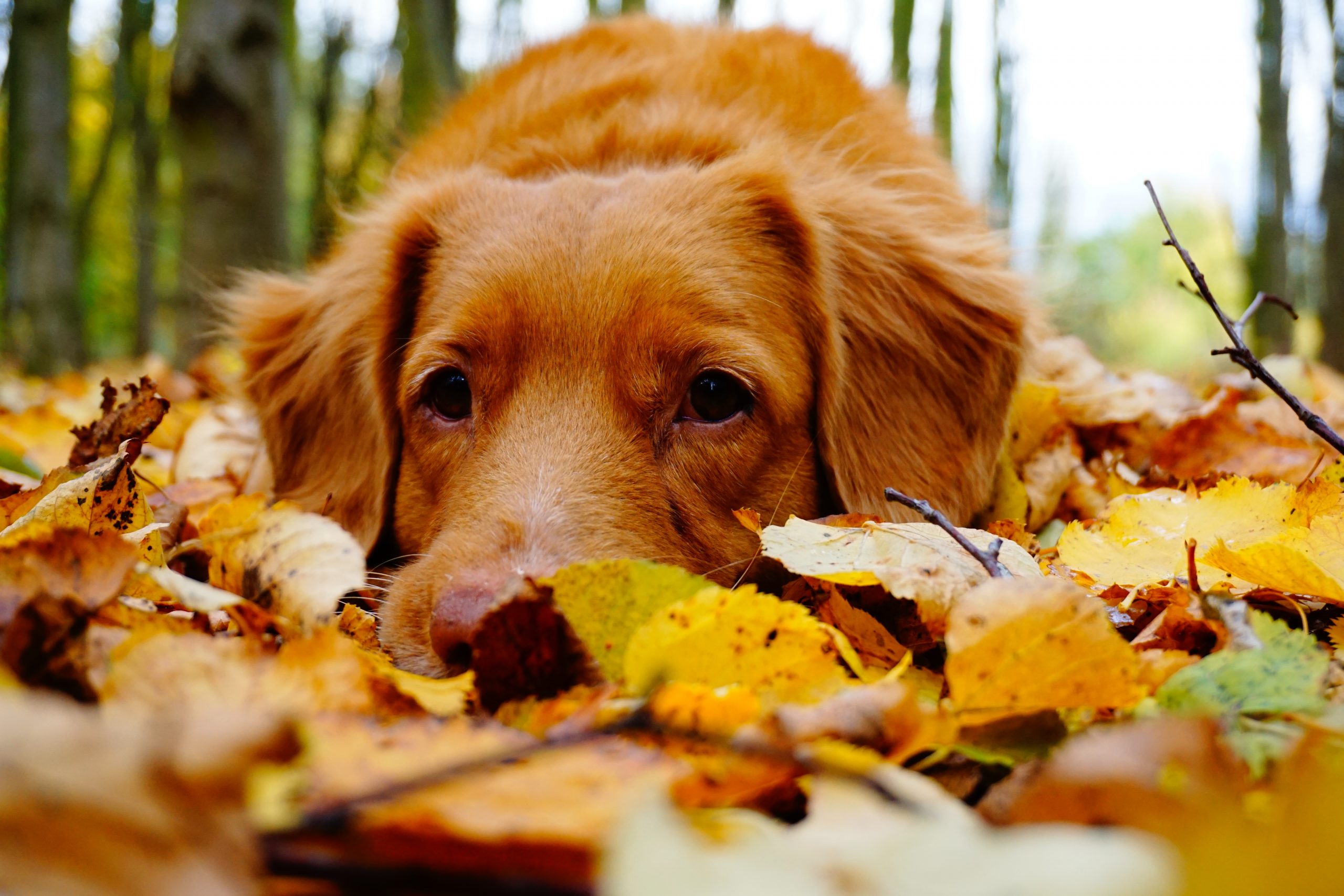 dog lays in fallen fall leaves