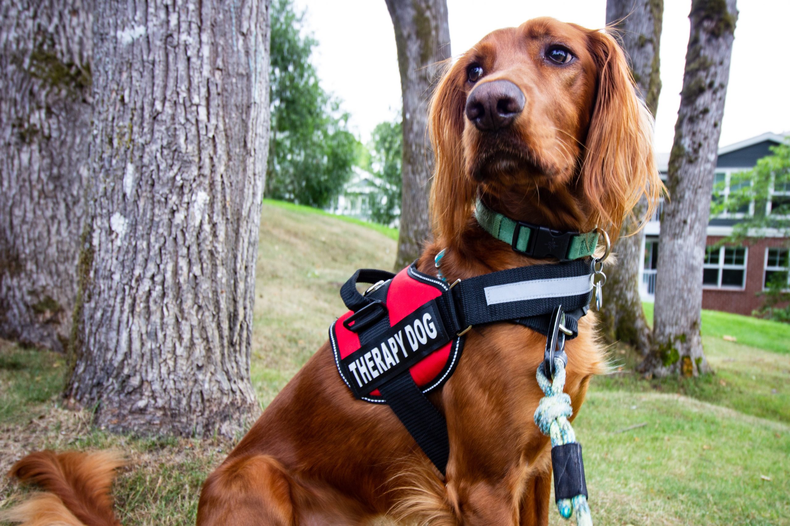 Learn the difference between service animals and support animals. | Barkswell